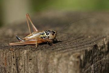 A beautiful Roesel's Bush-Cricket, Metrioptera roeselii, perching on wood fence post.	