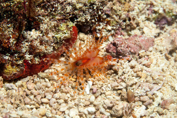 Limaria fragilis, the fragile file clam