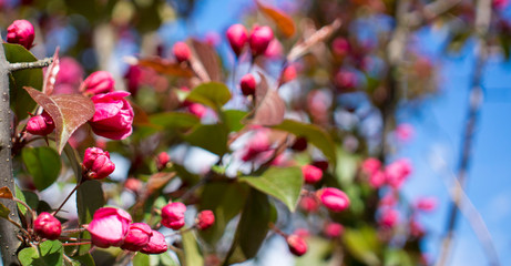 Spring blossom background. Spring blooming. Apple tree blossom with pink flowers.