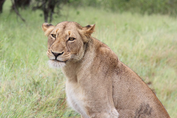Plakat Afrikanischer Löwe / African lion / Panthera Leo.