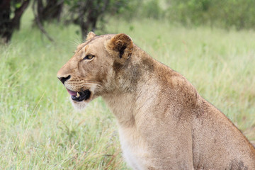 Afrikanischer Löwe / African lion / Panthera Leo.