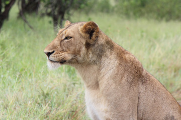 Afrikanischer Löwe / African lion / Panthera Leo.