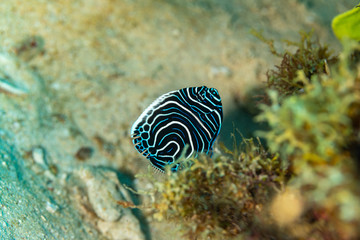 Juvenile emperor angelfish, Pomacanthus imperator, is a species of marine angelfish