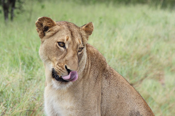 Afrikanischer Löwe / African lion / Panthera Leo.