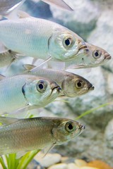 aquarium in thailand , sea creatures 