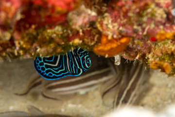Juvenile emperor angelfish, Pomacanthus imperator, is a species of marine angelfish