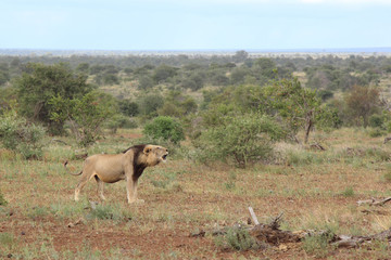 Afrikanischer Löwe / African lion / Panthera Leo.