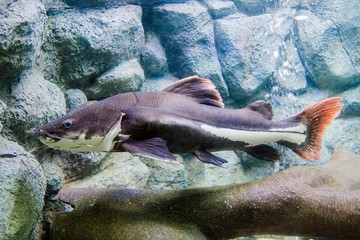 aquarium in thailand , sea creatures 