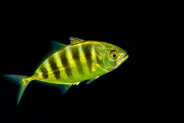 Juvenile Golden trevally, Gnathanodon speciosus, also known as the golden kingfish, banded trevally and king trevally