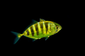 Juvenile Golden trevally, Gnathanodon speciosus, also known as the golden kingfish, banded trevally and king trevally