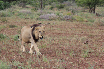 Afrikanischer Löwe / African lion / Panthera Leo.