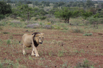 Afrikanischer Löwe / African lion / Panthera Leo.