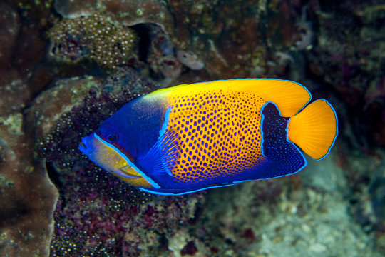 Pomacanthus navarchus, the blue-girdled angelfish or majestic angelfish