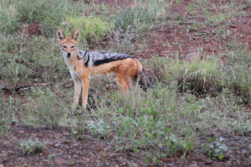 Schabrackenschakal / Blackbacked jackal / Canis mesomelas