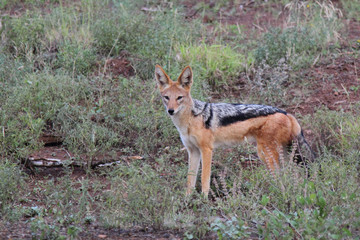 Schabrackenschakal / Blackbacked jackal / Canis mesomelas