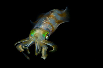 Bigfin reef squid, Sepioteuthis lessoniana