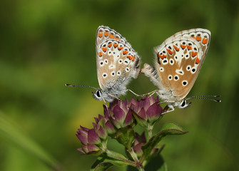 A beautiful pair of mating Brown Argus Butterfly, Aricia agestis, perching on a flower in a meadow.	