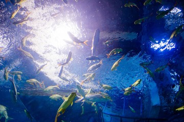aquarium in thailand , sea creatures 