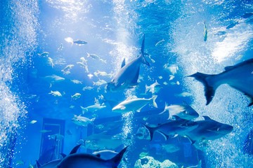 aquarium in thailand , sea creatures 