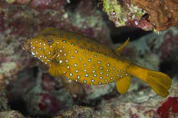 Yellow Boxfish - Ostracion cubicus
