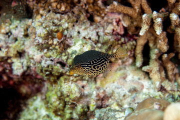 Fototapeta na wymiar Striped Boxfish - Ostracion solorensis
