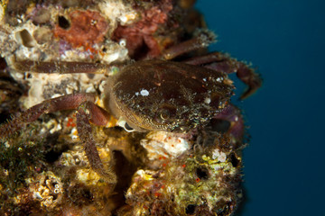 Fototapeta na wymiar Crab on Corals