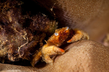 Crab on Corals