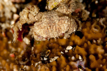 Crab on Corals
