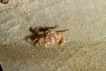 Crab on Corals