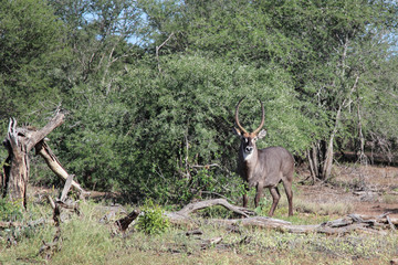 Wasserbock / Waterbuck / Kobus ellipsiprymnus