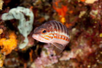 Obraz na płótnie Canvas Comber Fish, Serranus cabrilla