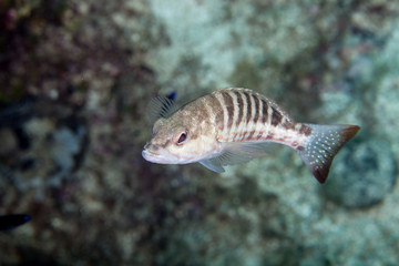 Comber Fish, Serranus cabrilla