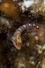 yellow black faced blenny, Tripterygion delaisi
