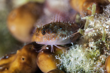 yellow black faced blenny, Tripterygion delaisi