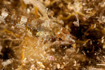 yellow black faced blenny, Tripterygion delaisi