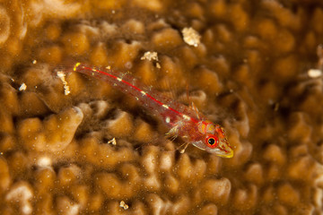 yellow black faced blenny, Tripterygion delaisi