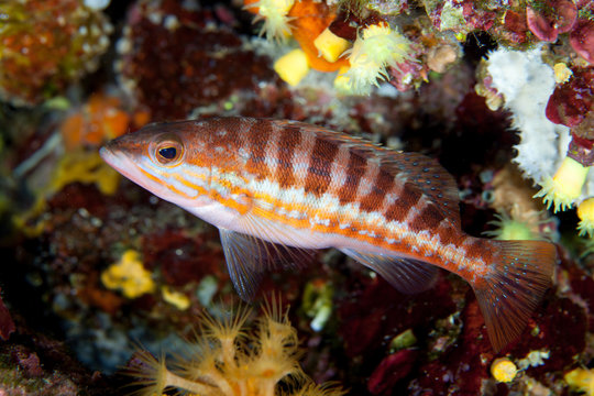 Comber Fish, Serranus cabrilla