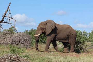 Obraz premium Afrikanischer Elefant / African elephant / Loxodonta africana