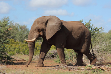 Afrikanischer Elefant / African elephant / Loxodonta africana