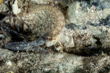The ringneck blenny (Parablennius pilicornis) is a species of combtooth blenny widespread in coastal waters