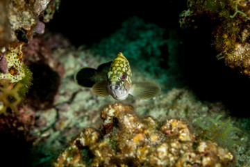 Epinephelus marginatus, the dusky grouper, the yellowbelly rock cod or yellowbelly grouper, is the best known grouper of the Mediterranean Sea and North Africa coast.