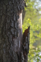 Obraz premium trunk of a tree