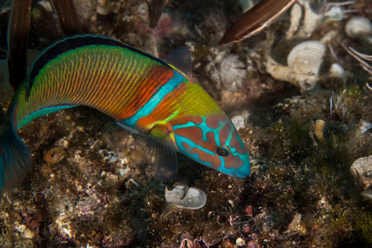 ornate wrasse, Thalassoma pavo