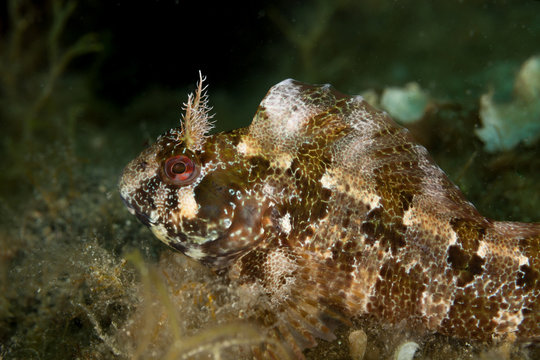 The tompot blenny (Parablennius gattorugine) is a medium-sized blenny growing to about 30 centimetres