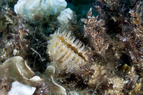 Pen Shells of the Pinnidae Family