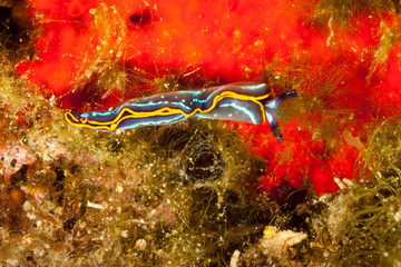 Thuridilla hopei, Croatia