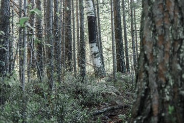 Naklejka premium ОТДЫХ НА ПРИРОДЕ