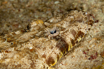 Beautford's Crocodilefish (Crocodile Flathead) - Cymbacephalus beauforti
