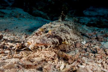 Beautford's Crocodilefish (Crocodile Flathead) - Cymbacephalus beauforti