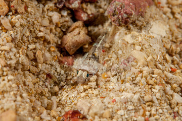 Juvenile Beautford's Crocodilefish (Crocodile Flathead) - Cymbacephalus beauforti